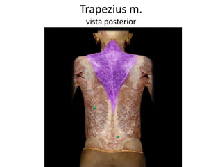 Trapezius m.
vista posterior
 
