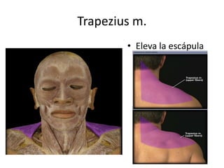 Trapezius m.
• Eleva la escápula
 
