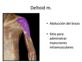 Deltoid m.
• Abducción del brazo
• Sitio para
administrar
inyecciones
intramusculares
 