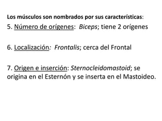 Los músculos son nombrados por sus características:
5. Número de orígenes: Biceps; tiene 2 orígenes
6. Localización: Frontalis; cerca del Frontal
7. Origen e inserción: Sternocleidomastoid; se
origina en el Esternón y se inserta en el Mastoideo.
 