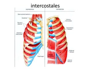 intercostales
 