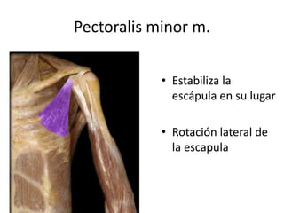 Pectoralis minor m.
• Estabiliza la
escápula en su lugar
• Rotación lateral de
la escapula
 