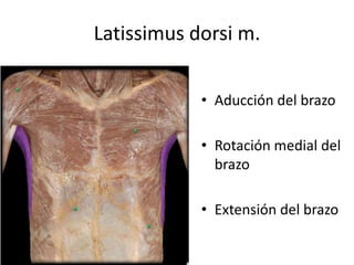 Latissimus dorsi m.
• Aducción del brazo
• Rotación medial del
brazo
• Extensión del brazo
 