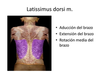 Latissimus dorsi m.
• Aducción del brazo
• Extensión del brazo
• Rotación media del
brazo
 