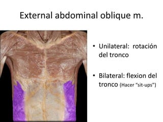External abdominal oblique m.
• Unilateral: rotación
del tronco
• Bilateral: flexion del
tronco (Hacer “sit-ups”)
 