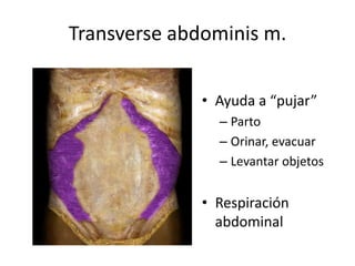 Transverse abdominis m.
• Ayuda a “pujar”
– Parto
– Orinar, evacuar
– Levantar objetos
• Respiración
abdominal
 