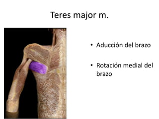 Teres major m.
• Aducción del brazo
• Rotación medial del
brazo
 