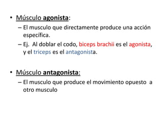 • Músculo agonista:
– El musculo que directamente produce una acción
específica.
– Ej. Al doblar el codo, biceps brachii es el agonista,
y el triceps es el antagonista.
• Músculo antagonista:
– El musculo que produce el movimiento opuesto a
otro musculo
 