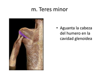 m. Teres minor
• Aguanta la cabeza
del humero en la
cavidad glenoidea
 