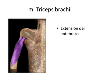 m. Triceps brachii
• Extensión del
antebrazo
 