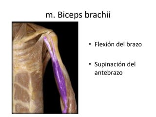 m. Biceps brachii
• Flexión del brazo
• Supinación del
antebrazo
 