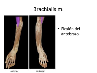 Brachialis m.
• Flexión del
antebrazo
anterior posterior
 