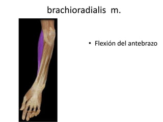 brachioradialis m.
• Flexión del antebrazo
 