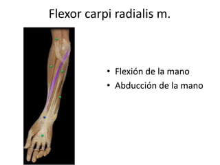 Flexor carpi radialis m.
• Flexión de la mano
• Abducción de la mano
 