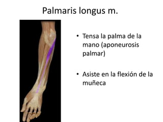 Palmaris longus m.
• Tensa la palma de la
mano (aponeurosis
palmar)
• Asiste en la flexión de la
muñeca
 