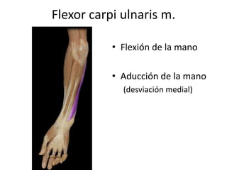Flexor carpi ulnaris m.
• Flexión de la mano
• Aducción de la mano
(desviación medial)
 
