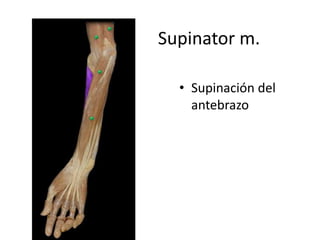 Supinator m.
• Supinación del
antebrazo
 