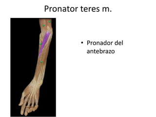 Pronator teres m.
• Pronador del
antebrazo
 