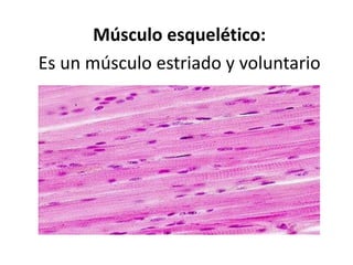 Músculo esquelético:
Es un músculo estriado y voluntario
 