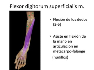 Flexor digitorum superficialis m.
• Flexión de los dedos
(2-5)
• Asiste en flexión de
la mano en
articulación en
metacarpo-falange
(nudillos)
 