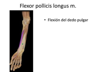 Flexor pollicis longus m.
• Flexión del dedo pulgar
 
