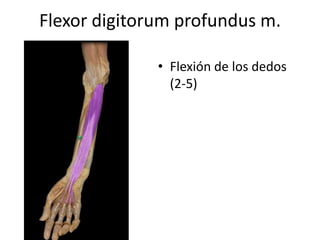 Flexor digitorum profundus m.
• Flexión de los dedos
(2-5)
 