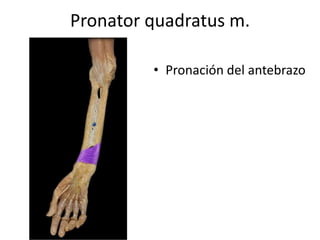 Pronator quadratus m.
• Pronación del antebrazo
 