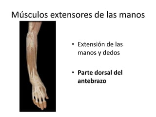 Músculos extensores de las manos
• Extensión de las
manos y dedos
• Parte dorsal del
antebrazo
 