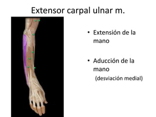 Extensor carpal ulnar m.
• Extensión de la
mano
• Aducción de la
mano
(desviación medial)
 