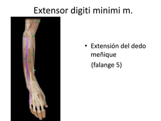 Extensor digiti minimi m.
• Extensión del dedo
meñique
(falange 5)
 
