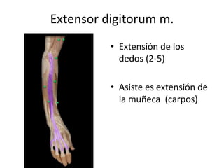 Extensor digitorum m.
• Extensión de los
dedos (2-5)
• Asiste es extensión de
la muñeca (carpos)
 