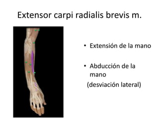 Extensor carpi radialis brevis m.
• Extensión de la mano
• Abducción de la
mano
(desviación lateral)
 