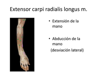 Extensor carpi radialis longus m.
• Extensión de la
mano
• Abducción de la
mano
(desviación lateral)
 
