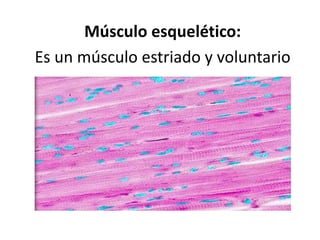 Músculo esquelético:
Es un músculo estriado y voluntario
 
