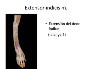 Extensor indicis m.
• Extensión del dedo
índice
(falange 2)
 