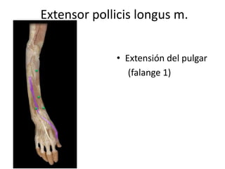 Extensor pollicis longus m.
• Extensión del pulgar
(falange 1)
 