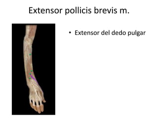 Extensor pollicis brevis m.
• Extensor del dedo pulgar
 
