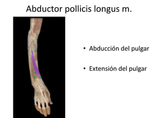 Abductor pollicis longus m.
• Abducción del pulgar
• Extensión del pulgar
 