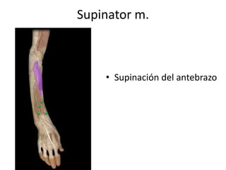 Supinator m.
• Supinación del antebrazo
 