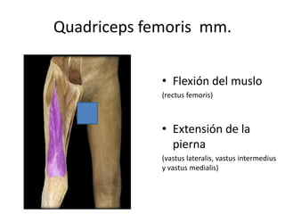 Quadriceps femoris mm.
• Flexión del muslo
(rectus femoris)
• Extensión de la
pierna
(vastus lateralis, vastus intermedius
y vastus medialis)
 