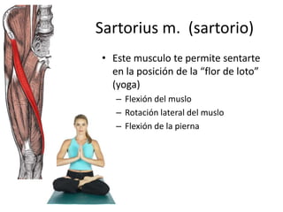 Sartorius m. (sartorio)
• Este musculo te permite sentarte
en la posición de la “flor de loto”
(yoga)
– Flexión del muslo
– Rotación lateral del muslo
– Flexión de la pierna
 