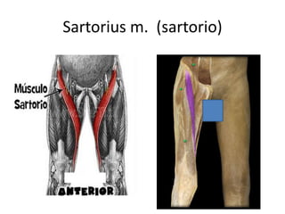 Sartorius m. (sartorio)
 