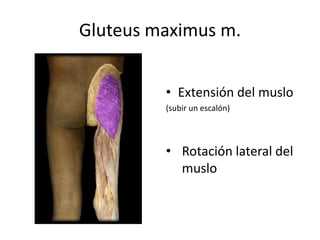 Gluteus maximus m.
• Extensión del muslo
(subir un escalón)
• Rotación lateral del
muslo
 