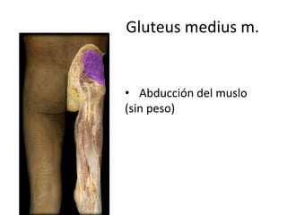 Gluteus medius m.
• Abducción del muslo
(sin peso)
 
