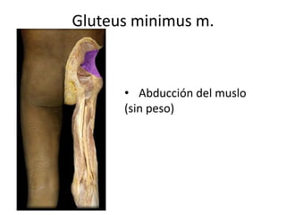 Gluteus minimus m.
• Abducción del muslo
(sin peso)
 