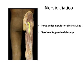 Nervio ciático
• Parte de los nervios espinales L4-S3
• Nervio más grande del cuerpo
 