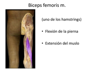 Biceps femoris m.
(uno de los hamstrings)
• Flexión de la pierna
• Extensión del muslo
 