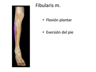 Fibularis m.
• Flexión plantar
• Eversión del pie
 