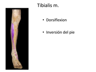 Tibialis m.
• Dorsiflexion
• Inversión del pie
 