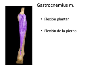 Gastrocnemius m.
• Flexión plantar
• Flexión de la pierna
 
